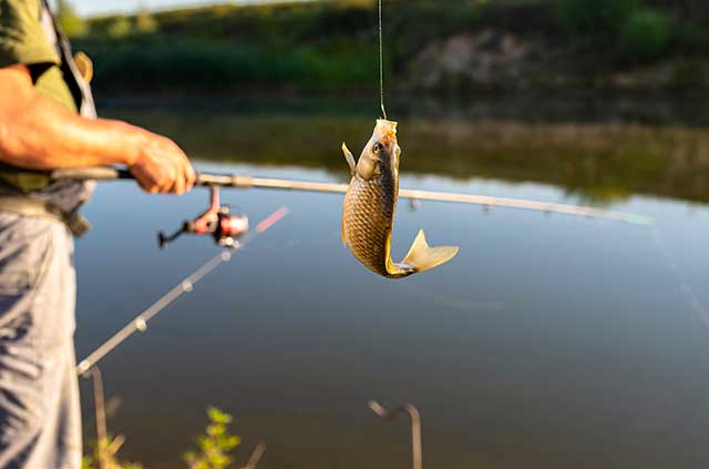 Foto k článku Angeln am Teich Malá Olšina