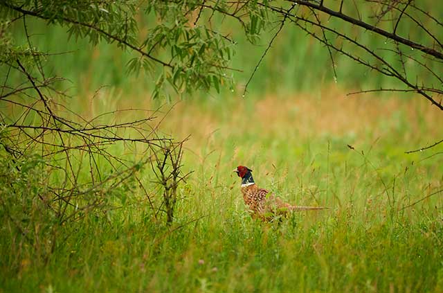 Photo for the article Boletice bird area