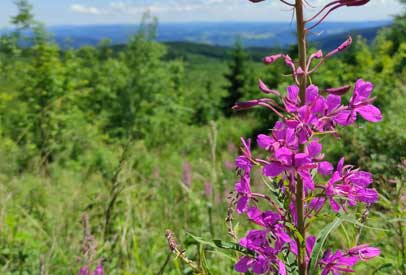 Šumava nature